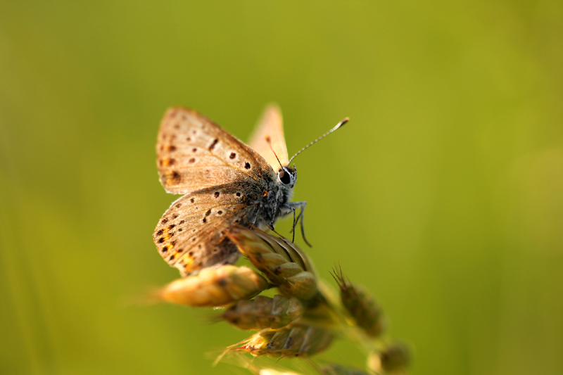 Lycaena tityrus?